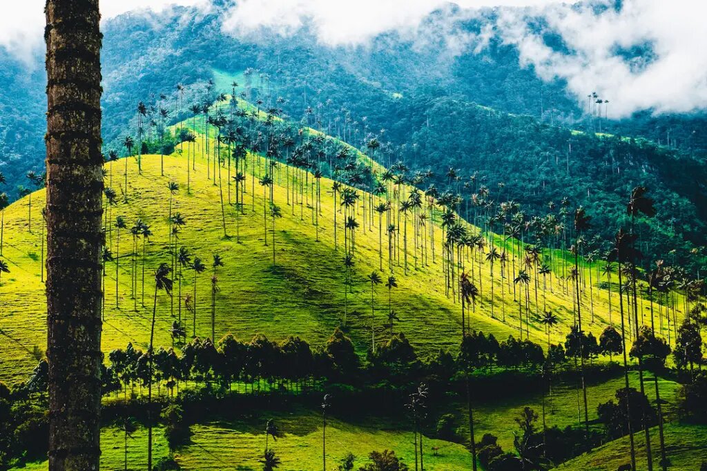 O que fazer em Valle del Cocora