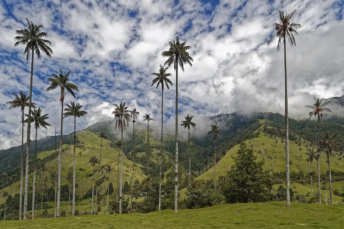 planejar uma viagem ao Vale de Cocora