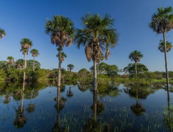 planejar uma viagem às planícies colombianas