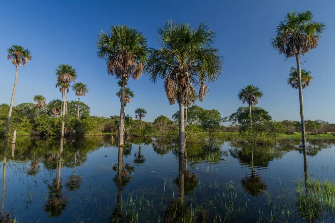 planejar uma viagem às planícies colombianas